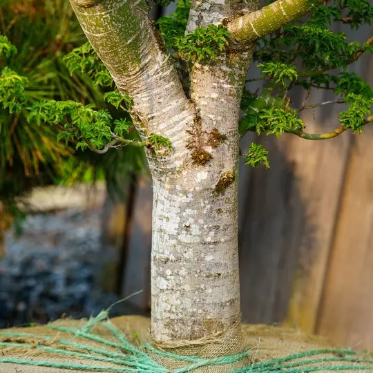 Acer Palmatum 'Shishigashira' — Lion’S Head Japanese Maple With Dense Foliage (15-Gallon Tree) 1