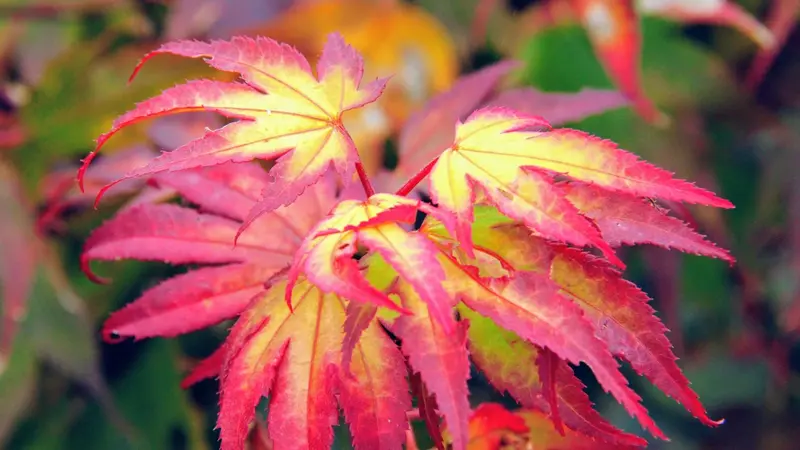 Acer Palmatum 'Tsuma Gaki' — Compact Japanese Maple With Crinkled Leaves (15-Gallon Specimen) 1