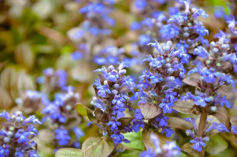 Ajuga Reptans 'Chocolate Chip' – Compact Chocolate-Toned Bugleweed Ground Cover 1
