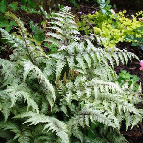 Athyrium Niponicum 'Pictum' – Classic Silver-And-Green Japanese Painted Fern (1-Gallon Pot) 1