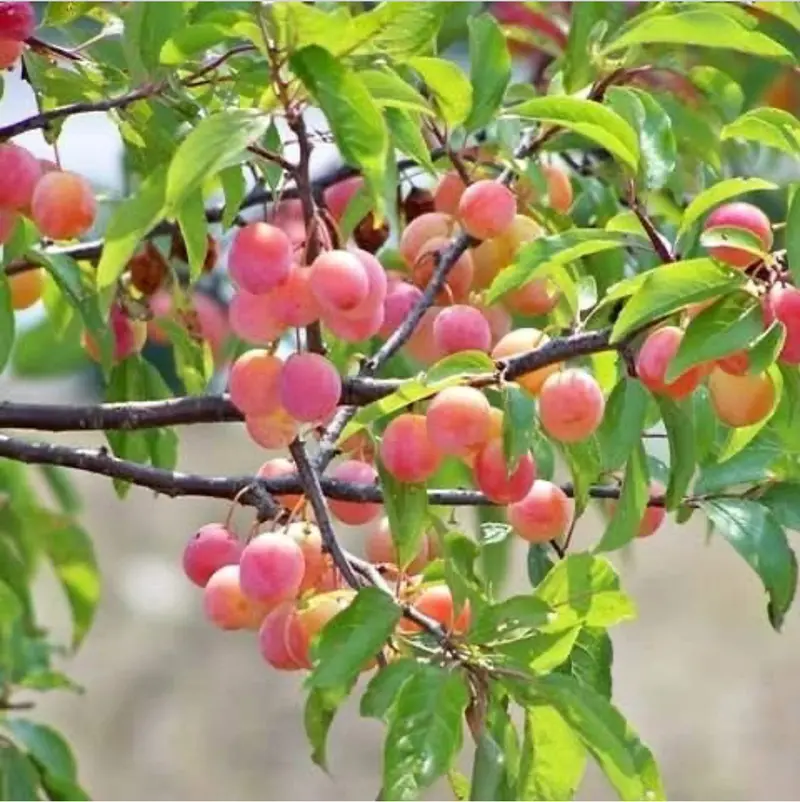 Au Roadside Plum Tree – 5-Gallon Container, Disease-Resistant 1