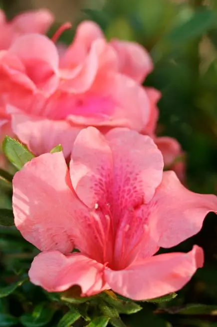 Autumn Coral™ Encore Azalea – 3-Gallon (Rhododendron 'Conled' Pp10568) 1