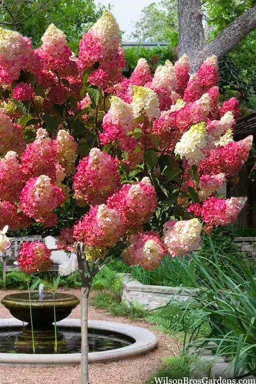 Berry White® Hydrangea (Hydrangea Paniculata 'Renba' Pp28509) – 3 Gallon 1
