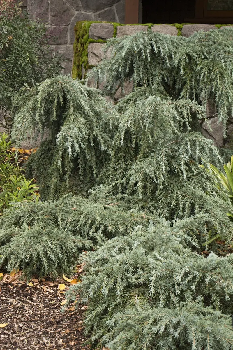 Cedrus Deodara 'Feelin' Blue' – Upright Blue Deodar Cedar Tree Form (10-Gallon Standard Pot) 1