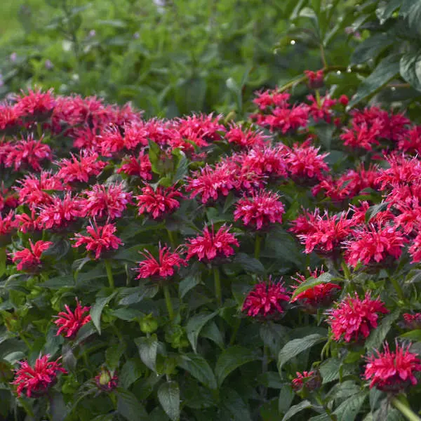 Cherry Pops Bee Balm (Monarda 'Cherry Pops' Pp27618) – Mildew-Resistant 1-Gallon Herbaceous Perennial 1