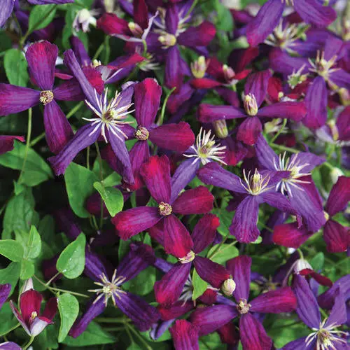 Clematis 'Sweet Summer Love' Pp24044 – Fragrant Climbing Vine In 1-Gallon Pot 1