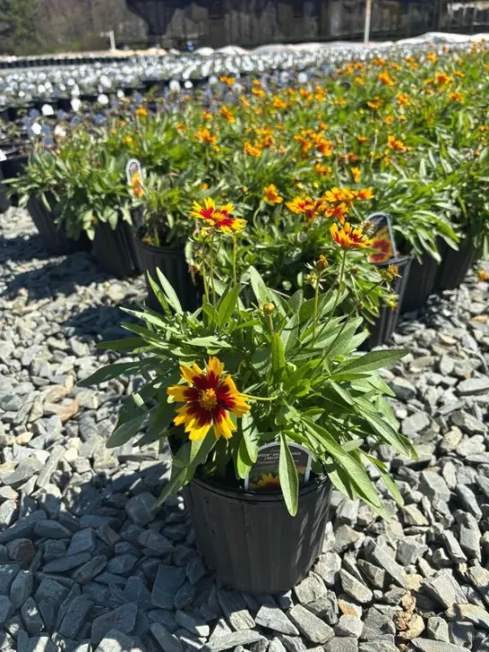 Coreopsis × 'Baluptgonz' Pp28882 — Uptick™ Gold-And-Bronze Tickseed (1-Gallon Container) 1