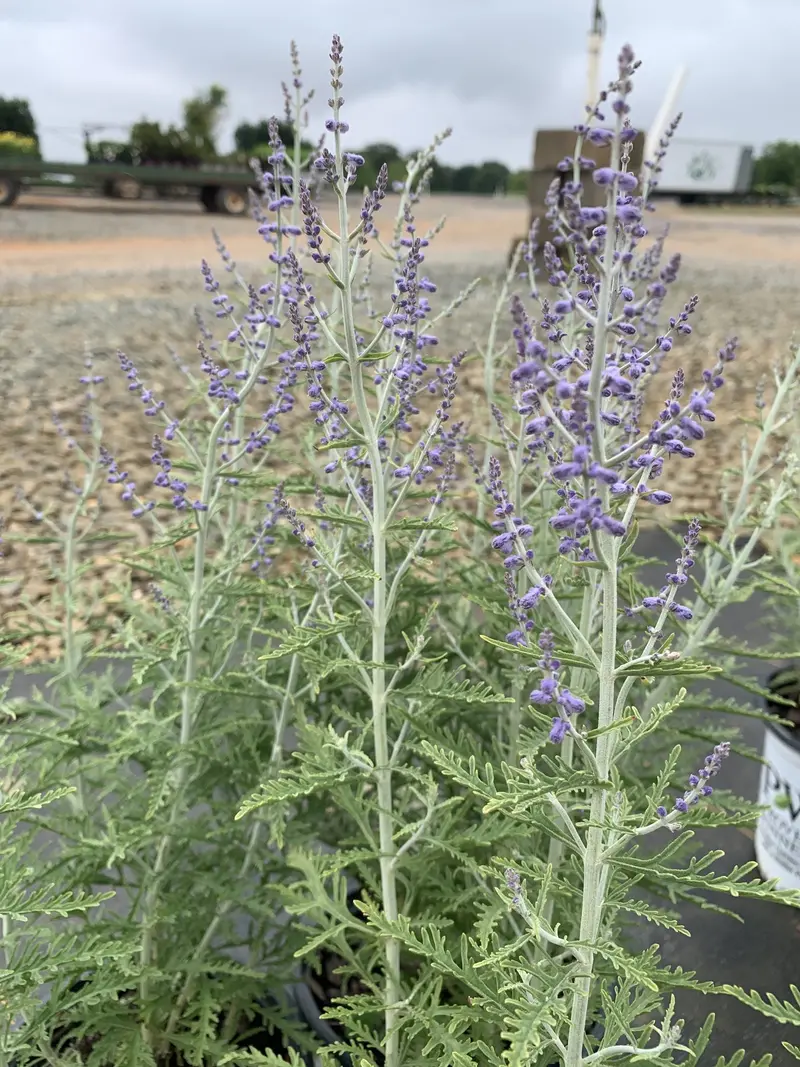 Denim 'N' Lace Russian Sage – Perovskia Atriplicifolia 'Denim N Lace' Ppaf, 1-Gallon 1