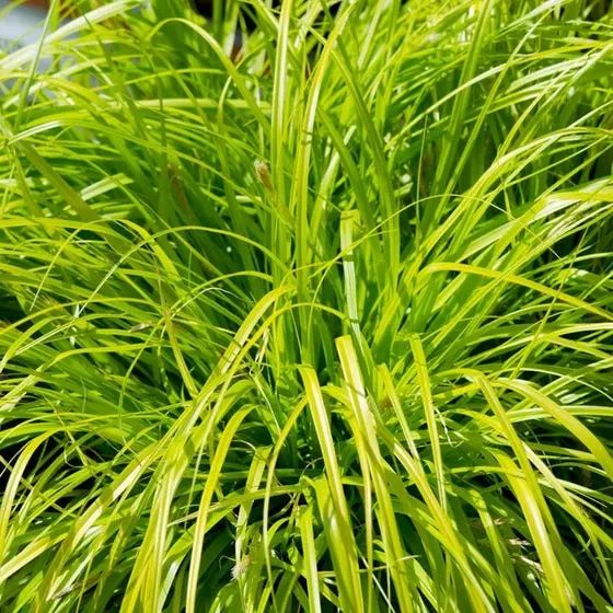 Everillo Japanese Sedge – 1 Gallon (Carex Oshimensis 'Everillo') 1