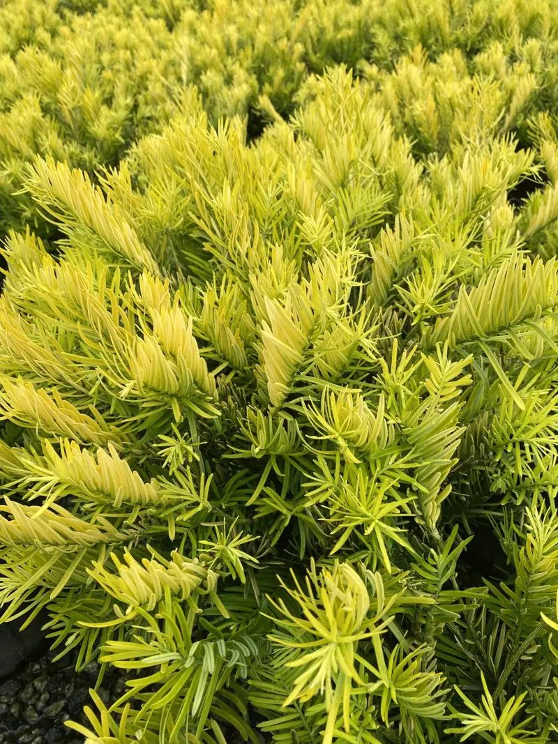 Golden Dragon Japanese Plum Yew (Cephalotaxus Harringtonia 'Golden Dragon') – 3-Gallon Shrub 1