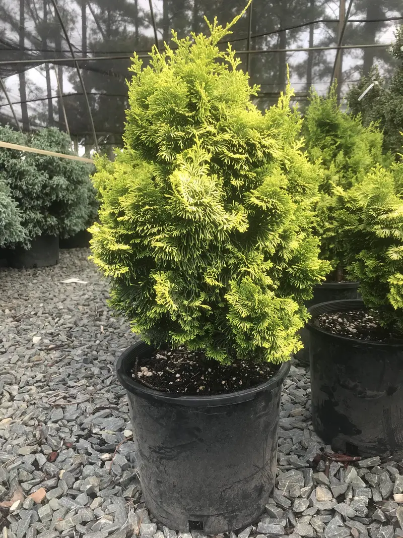 Golden Dwarf Hinoki Cypress – 5-Gallon Chamaecyparis Obtusa 'Nana Lutea' 1