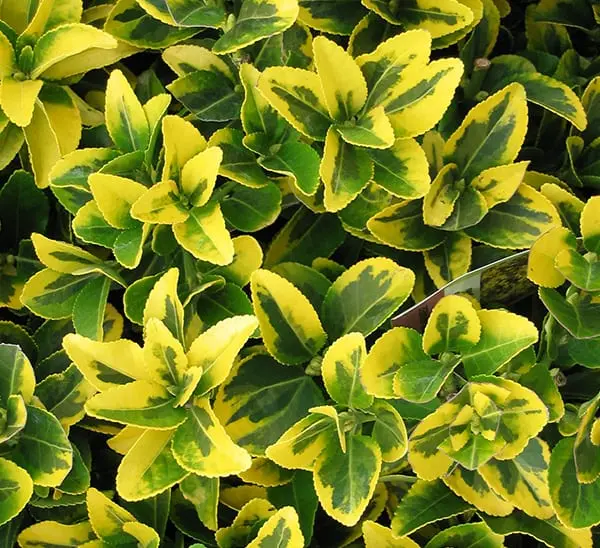 Golden Euonymus Shrub – 3-Gallon (Euonymus Japonicus 'Aureo-Marginatus') 1
