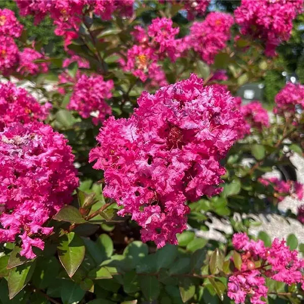 Greatmyrtle Cherry Delight Crape Myrtle – 7-Gallon Standard Tree 1