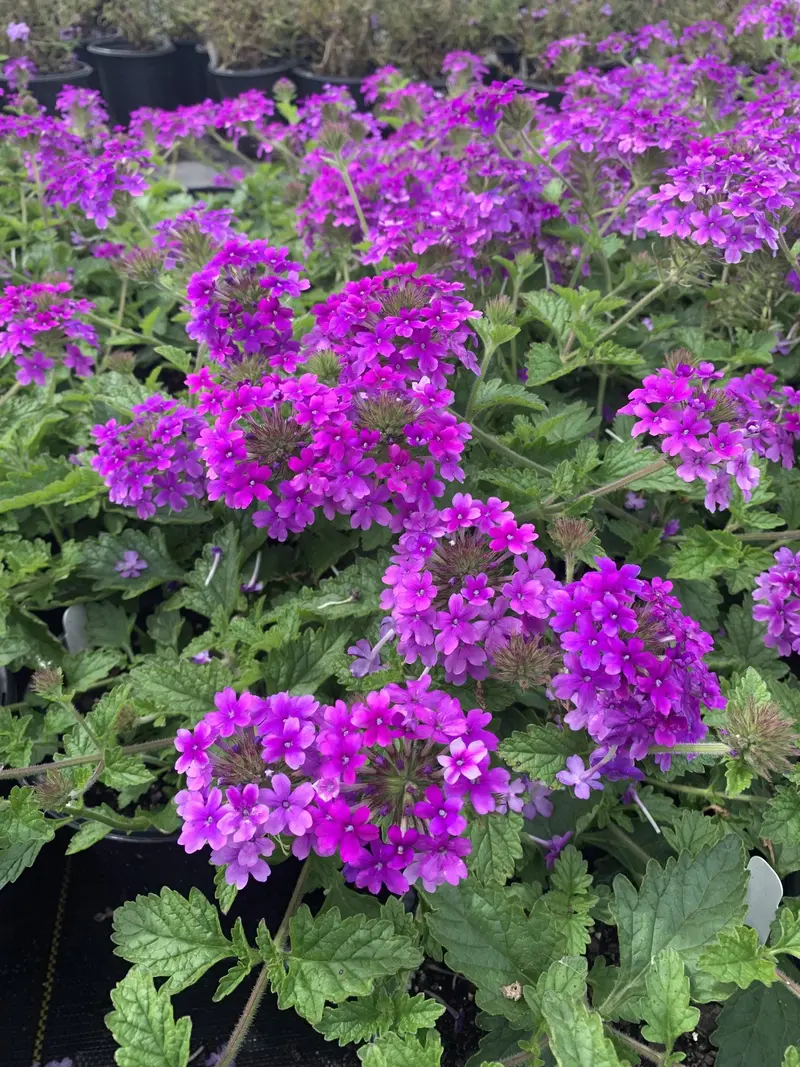 Homestead Purple Verbena – Verbena × 'Homestead Purple', 1-Gallon 1