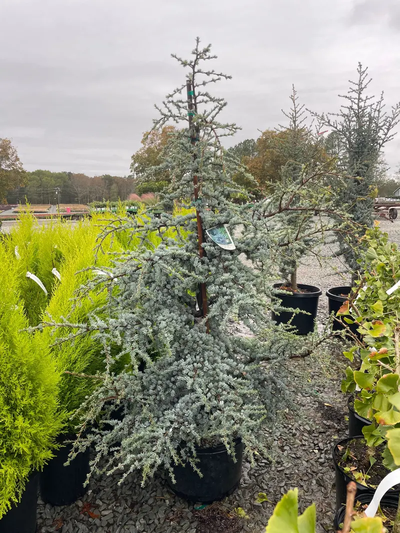 Horstmann Blue Atlas Cedar – Silvery-Blue Conifer Tree With Pyramidal Form 1
