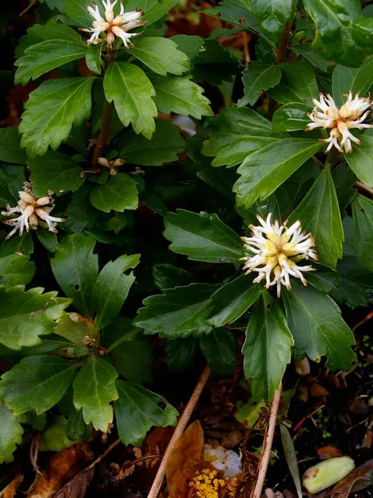 Japanese Spurge (Pachysandra Terminalis) – Low-Maintenance Shade Groundcover 1