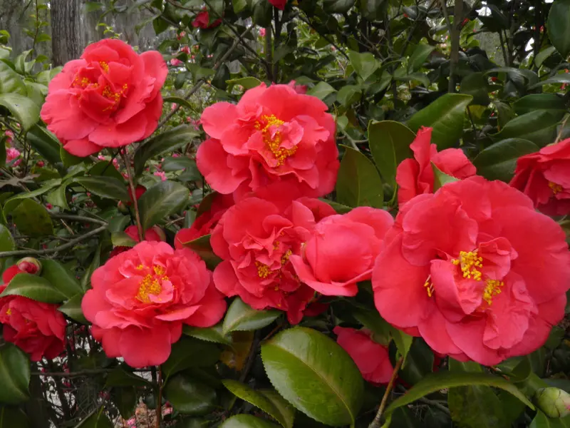 Kramer'S Supreme Camellia – 15-Gallon Camellia Japonica 1