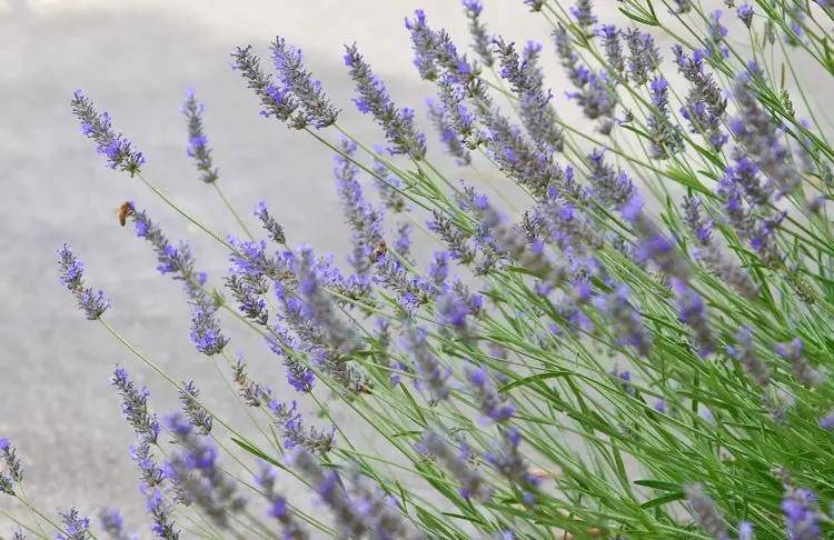Lavandula X Intermedia 'Grosso' – High-Oil French-English Hybrid Lavender (1 Gallon) 1