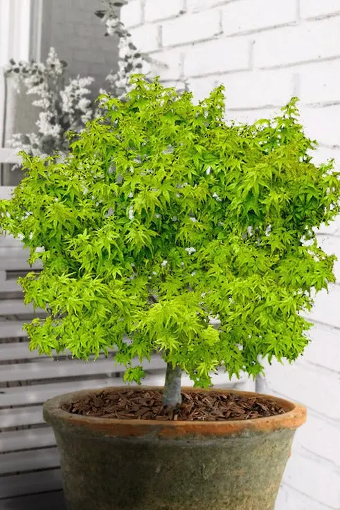 Lima Gold Japanese Maple (Acer Palmatum 'Lima Gold') – 5 Gallon 1