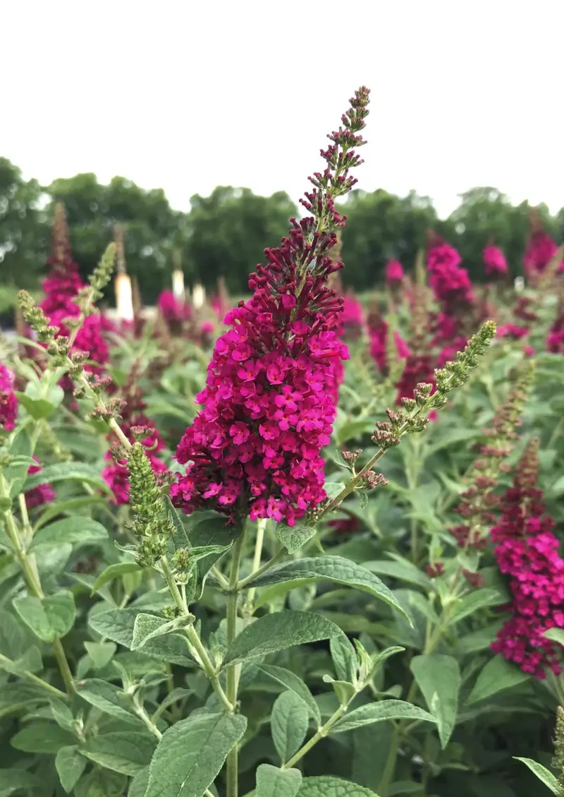 Miss Molly Butterfly Bush – 3-Gallon Deciduous Shrub (Buddleia X 'Miss Molly' Pp2342) 1