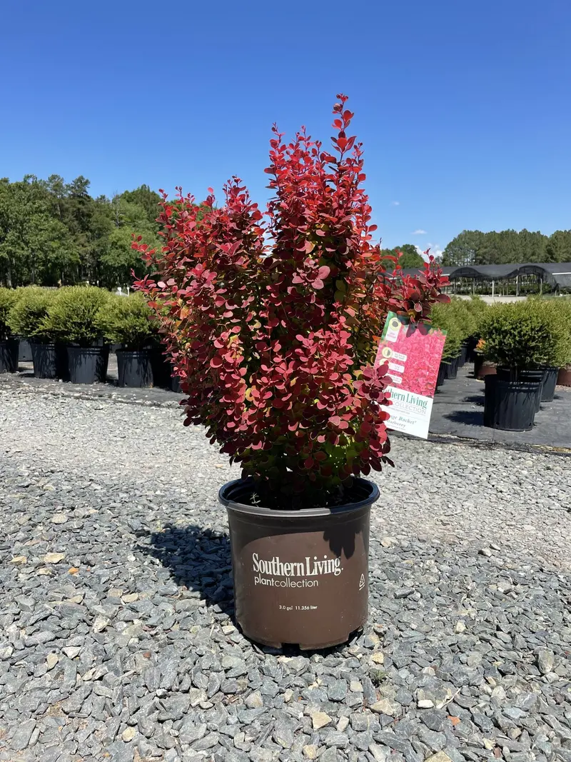 Orange Rocket Barberry – 3-Gallon Berberis Thunbergii (Pp18411) 1