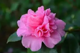 Sparkling Burgundy Camellia (Camellia Sasanqua 'Sparkling Burgundy') – Rich-Red Autumn Bloomer 1