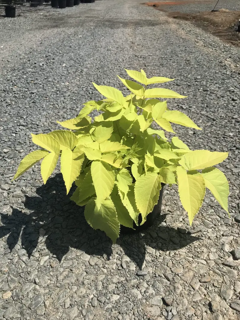 Sun King Golden Spikenard (Aralia Cordata 'Sun King') – 2-Gallon Bright-Foliage Shade Shrub 1