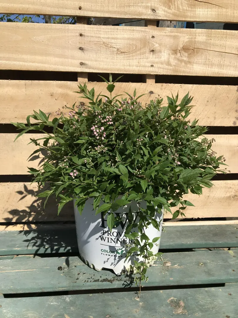 Yuki Cherry Blossom® Deutzia – 3-Gallon Spring-Blooming Shrub 1