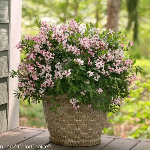 Yuki Cherry Blossom® Deutzia (Deutzia × 'Ncdx2' Ppaf) – 3 Gallon 1