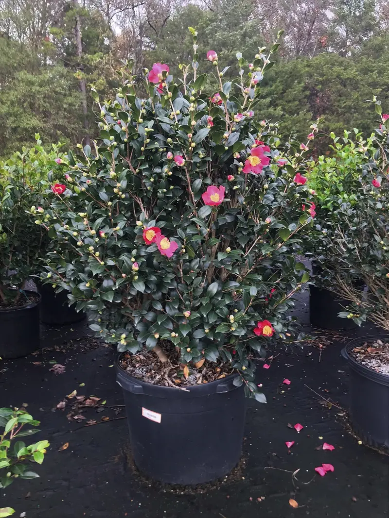 Yuletide Camellia (Camellia Sasanqua 'Yuletide') – Fragrant Winter-Blooming Shrub 1