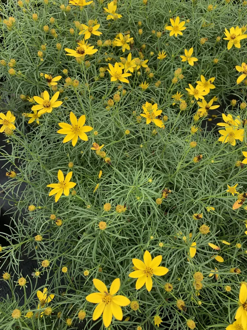 Zagreb Threadleaf Coreopsis – 1-Gallon Nursery Pot (Coreopsis Verticillata 'Zagreb') 1